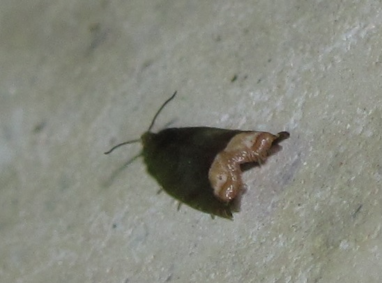Tortricidae? S, cfr. Ancylis selenana